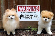 最も子供を襲いやすい凶暴な犬種が判明！ 一番危険な犬はお馴染みのあいつ！！