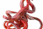 外国人「バーチャルシューズ博物館にある変な靴を集めてみたｗｗｗｗ」
