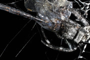 【海外】ダーウィンのバークスパイダーが仕掛ける25メートルの巨大コブ網とは？世界一の蜘蛛の驚異的な生態を探る！