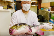 え？こんなでかいフグを捌ける職人がいるの！？驚きの職人技に外国人も仰天！！！