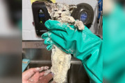 【海外】驚愕！全身粘着剤だらけの子猫がふわふわすぎて救出劇に！