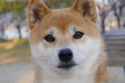 韓国人「斬新な日本の柴犬パンをご覧ください」