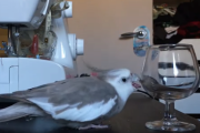 何でも落としたくなっちゃうインコが話題 海外の反応
