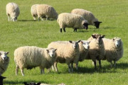イギリス農家「合意なしのEU離脱だと農家の半分が破産する！国民投票をやり直してくれ！」