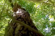 【海外の反応】猫に超小型カメラを付けたら他所の猫を木に追い上げていた→「こいつ近所の脅威だろ」