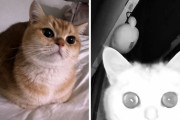 海外最新の猫ミーム　悪魔になってしまう猫画像が話題に