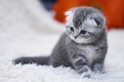【悲報】韓国人「日本人は猫を食べるのですか？」日本人が「日本には猫を食べる習慣がある」と主張しトルコで炎上騒ぎに！　韓国の反応