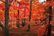 【海外の反応】「日本の秋は神の自然だ」日本の紅葉の風景。