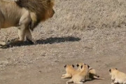 赤ちゃんライオン「お父ちゃん置いていかないで！」　子のもとから逃げるように去るオスライオンが海外で話題に←責任放棄すんなよ　海外の反応