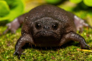 【海外】雨蛙はまるでAIが生成したポケモンのよう！その魅力に迫る