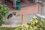 犬「ジャーンプ！…痛！」金属製のポールにぶつかる犬が痛々しい(シンガポール)