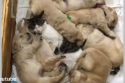 ゴールデンレトリバーの子犬たちと一緒に眠るハチワレ猫がジグソーパズルみたいにハマりこんでて面白い