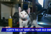 猫が老人を救う…シャワー室で倒れた老人に飼猫が電話を落として救援[海外の反応]