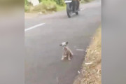 【海外】「高速道路で震える小さな子犬、誰か助けてくれるかな？」