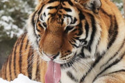 韓国人「日本には野生の猿は生息しているのに、何故トラがいないのですか？」　韓国の反応