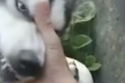 犬「だから触るなって！」人間に触られてめちゃくちゃキレる犬さんが海外で話題に