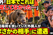海外「日本でこれは想定してなかった…」伏見稲荷を歩いていた外国人が“まさかの相手”に遭遇【海外の反応】