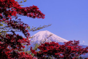海外「やっぱり富士山は日本の象徴だよ、素晴らしい！」外国人が富士吉田から撮影した紅葉を交えた富士山が美しすぎると話題に