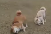 背中が痒い？芝に激しくスリスリする二匹の犬が可愛い