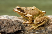 メスのカエルは「死んだふり」で望まないオスとの交尾を避けることが判明