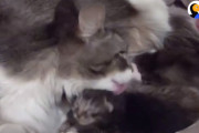 救出された出産直後の野良猫親子が新しい家族を迎え入れる様子にほっこり♪