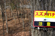 スズメバチの巣を落とそうとしたところ想定外の結末に！ 海外の反応