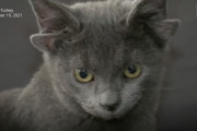 神話のような姿！生まれつき4つの耳を持つ猫がネット上で話題に！(トルコ)