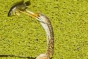 「どんな状況でも、あきらめてはいけないと学んだ…」魚と水鳥のアクロバティックな攻防