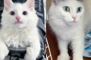 【海外】寒さに震える子猫を救った優しい人々、そっくりの母猫も一緒に家族に！