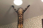 外国人「邪悪なオーラを放ってる動物の写真を見せていくｗｗｗｗ」