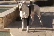 プールで遊びたいけど「服を着てるから入ったら駄目よ」と飼い主さんに言われて可愛くグズる犬の動画
