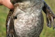アメリカ人「お前らの国で最もバカな動物って何になる？」