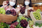 【画像】韓国人「韓国人が日本人が開発した『ルビーロマン』を丸パクリ！現在では苗木の販売も」日本は対処出来ず　韓国の反応
