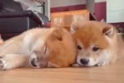 ムチムチ・コロコロでとっても可愛い柴犬の子犬が身を寄せ合ってお昼寝する姿に癒されます！
