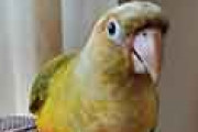 外国人「日本で1年間も共に過ごしてきたインコと今日お別れします！」