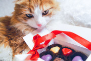 【海外】猫にとってチョコレートは本当に危険？知られざる真実を徹底解説！