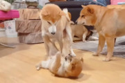 反抗期中の子犬たちに親の威厳を見せつけたいお父さん柴犬の奮闘記