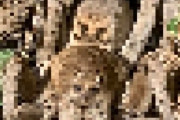 ハリーポッターのアラゴグそっくりの巨大グモが庭で発見される（オーストラリア）※蜘蛛注意