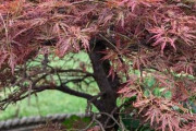 海外「日本のモミジだな」海外の新居に植わっていた謎の庭木に対する海外の反応