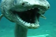 海外「なんて不気味なサメなんだ…普通のサメでも怖いのに背筋がゾクゾクするよ…」あわしまマリンパークでのラブカの映像（海外の反応）