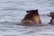 これは良い家族サービスですね。クマの家族が仲良く海でバカンス。海外の反応