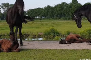 草の布団でスヤスヤ…フリージアンの母馬達に見守られながらお寝坊する子馬達