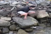テディベアを救出してくれた心優しいスーパーヒーローを探しています！（アメリカ）