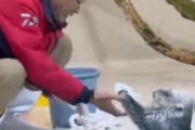 海外「日本ではラッコまで礼儀正しく掃除をするようだlol W杯の掃除動画の次はこれとかどれだけ綺麗好きなんだよ」