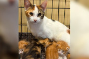 【海外】母猫と子猫を救ったはずが…驚愕の真実とは？救助隊が直面した意外な展開