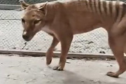 【海外の反応】1936年に絶滅したタスマニアタイガー最後の映像→"ベンジャミン"は性別も名前も俗説だった