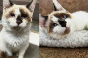 【海外】予想外の老猫？手に乗せた瞬間、幸せいっぱいの猫になったストリートキトンの物語