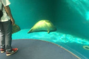 海外「これはとても癒されるなw」日本人が目撃したあまりに脱力しすぎなモフモフ動物が可愛くて面白いと話題に