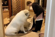 日本で暮らす超大型犬「こたつ片付けないで」（海外の反応）