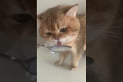 「猫がミルクを飲む声」で世界中のミュージシャンがセッション→ 神曲すぎて鳥肌立つ人続出ｗｗｗｗｗ